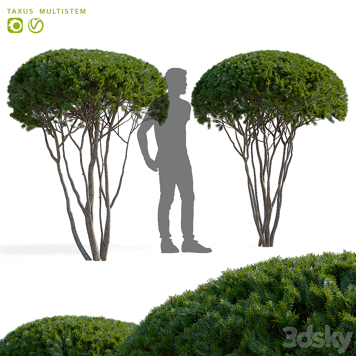 Taxus mutistem_小熊猫超级