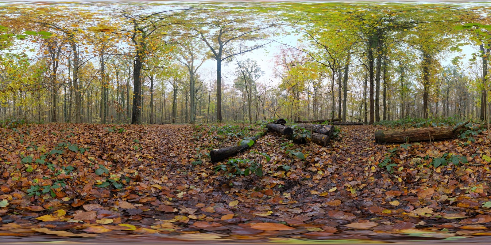 Autumn 地面_小熊猫超级