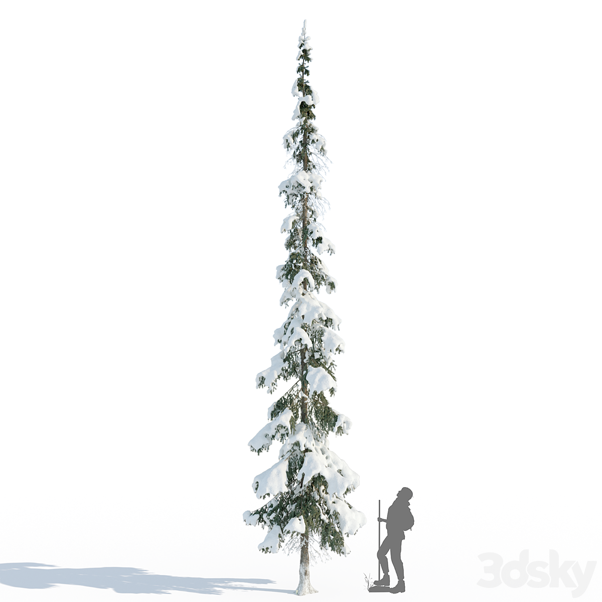 Spruce 11 snow_小熊猫超级