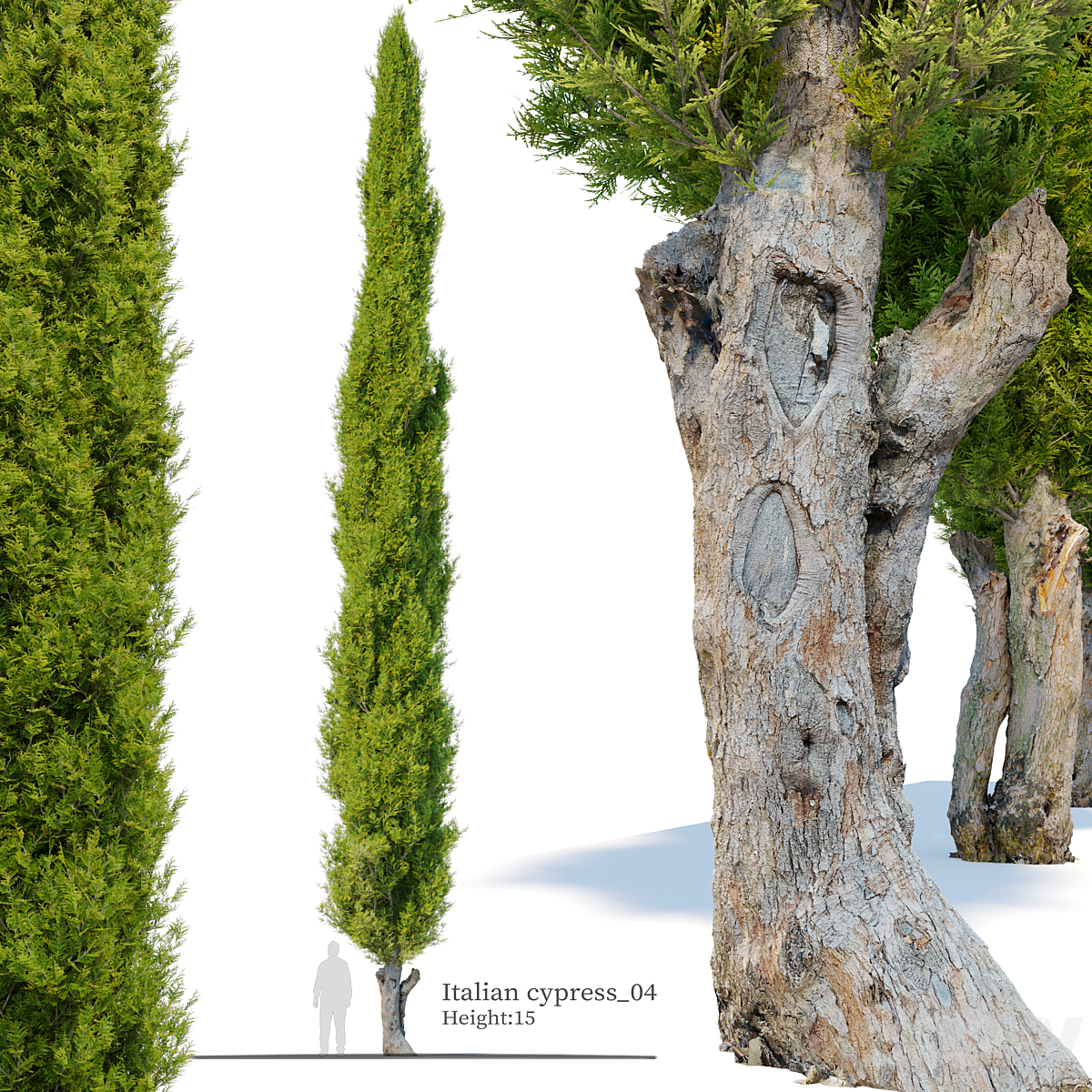 Italian cypress 04_小熊猫超级