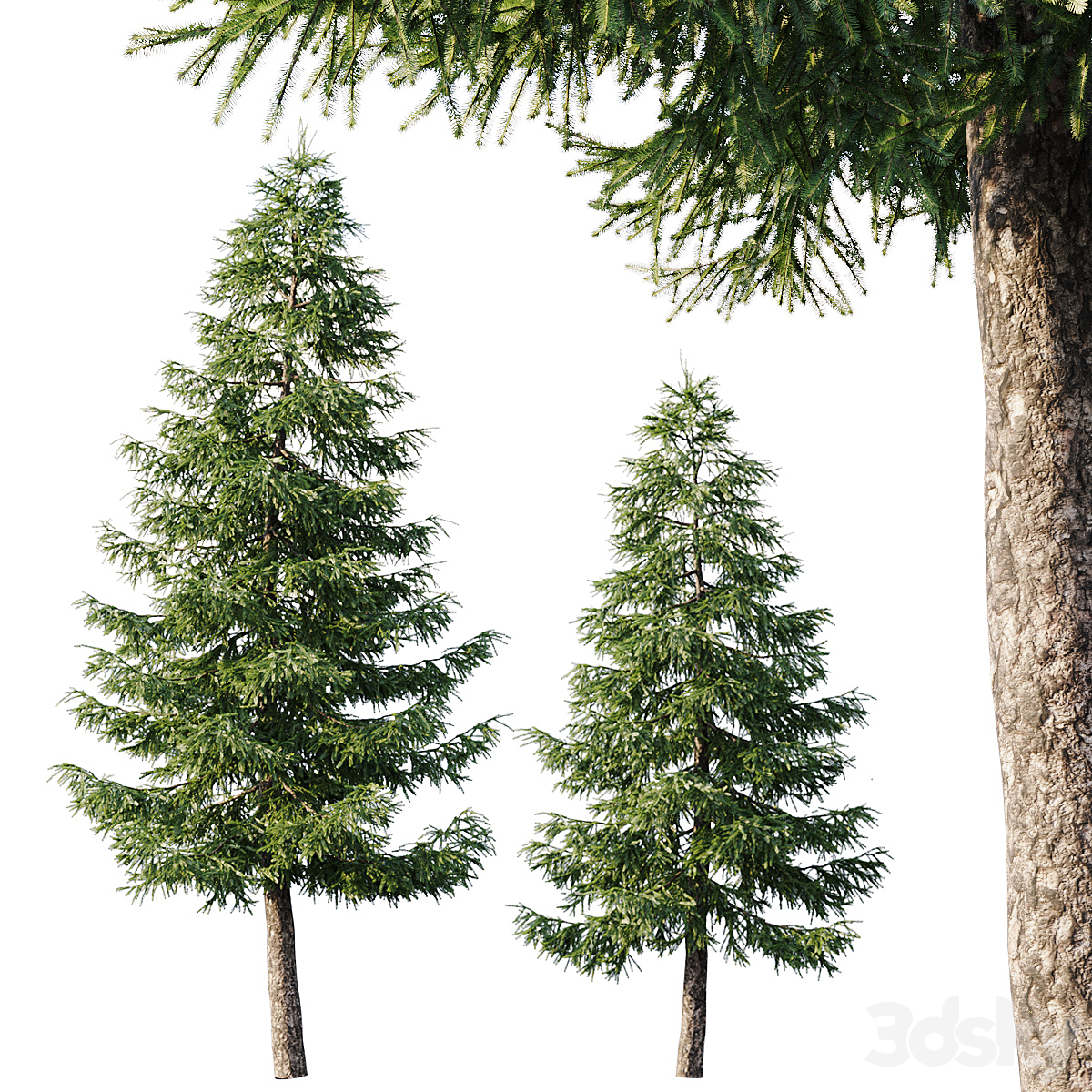 Spruce 2_小熊猫超级