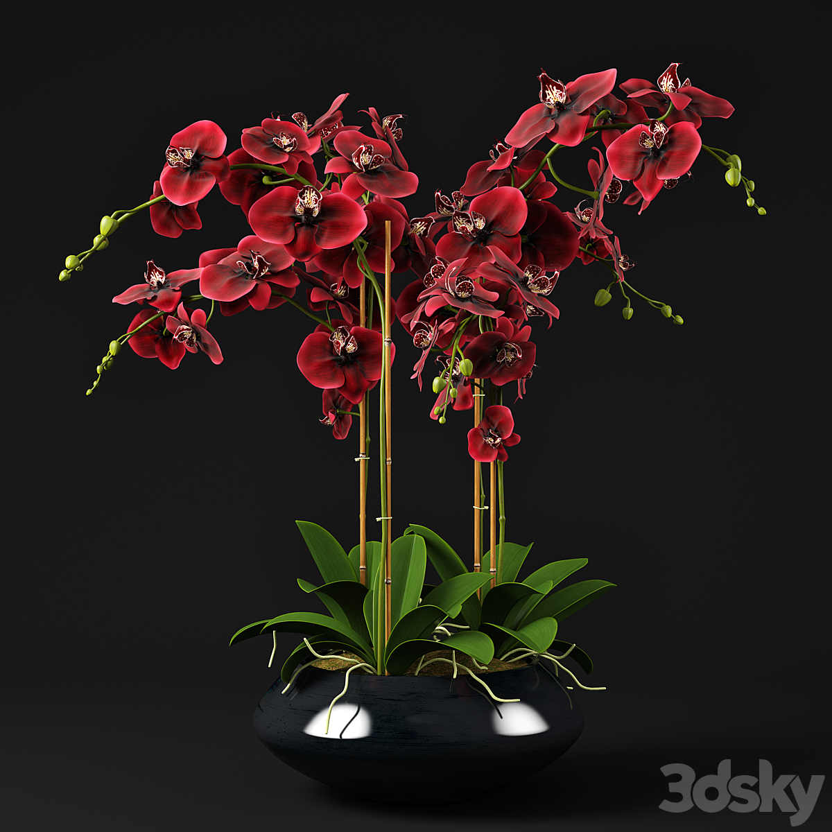 Orchid12( )_小熊猫超级