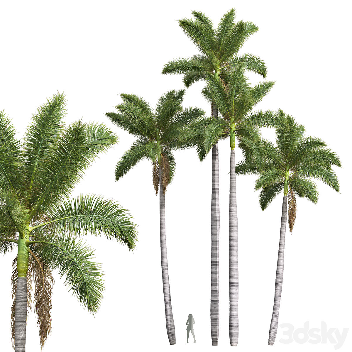 New 植物 High detail Roystonea Regia_小熊猫超级