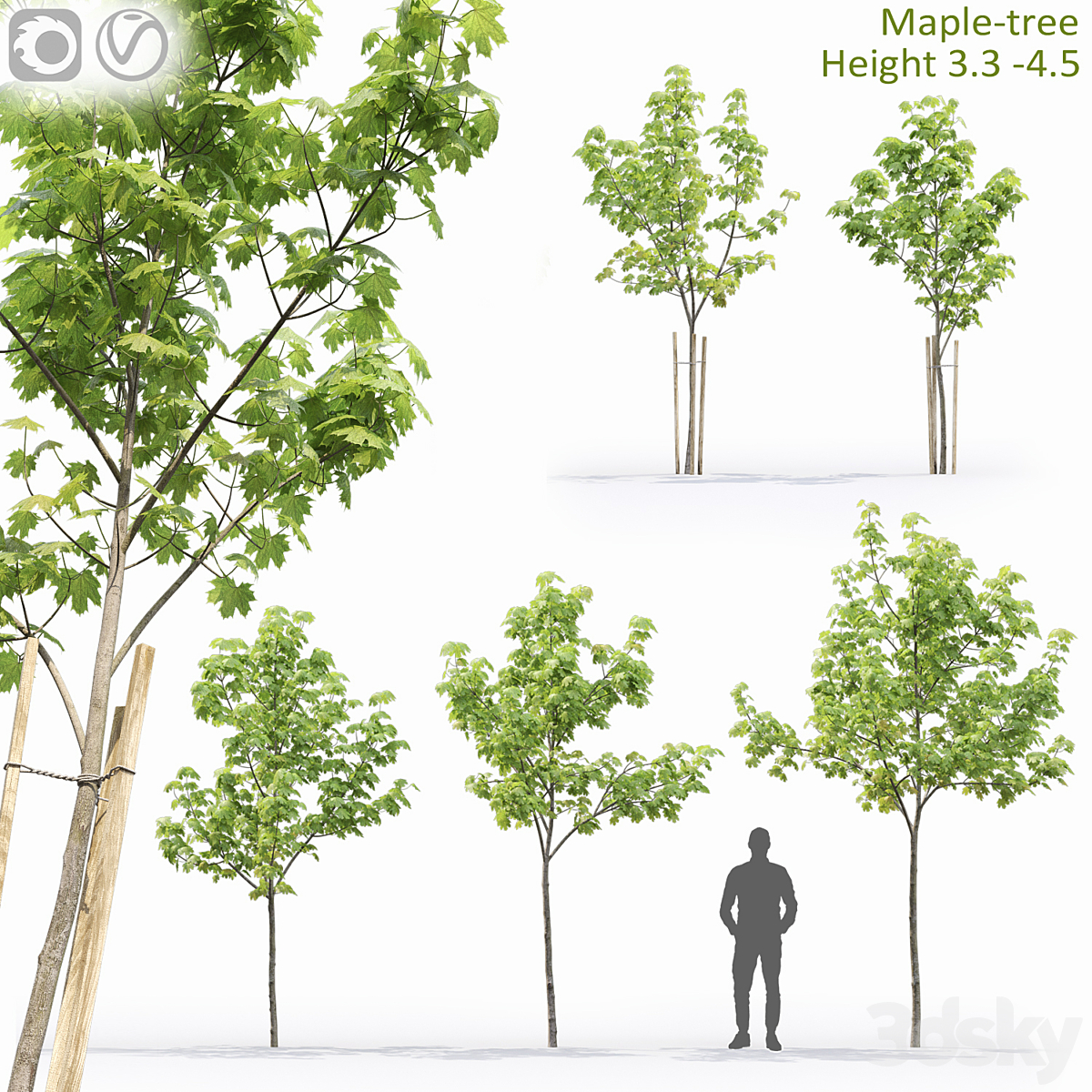 Maple-tree # 13 (3.1-4.5m)_小熊猫超级