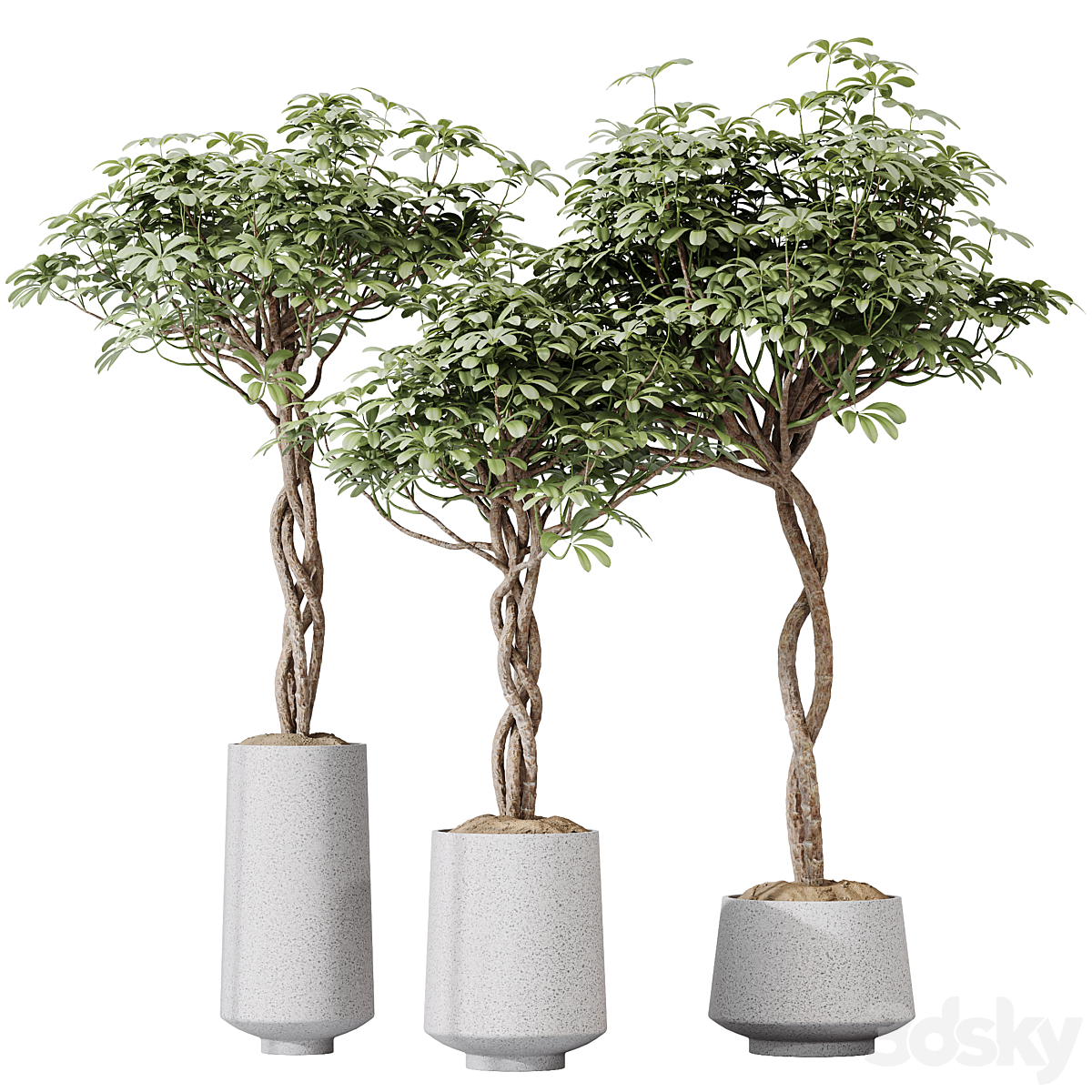HQ HousePlants Schefflera Arboricola Umbrella 套装02_小熊猫超级