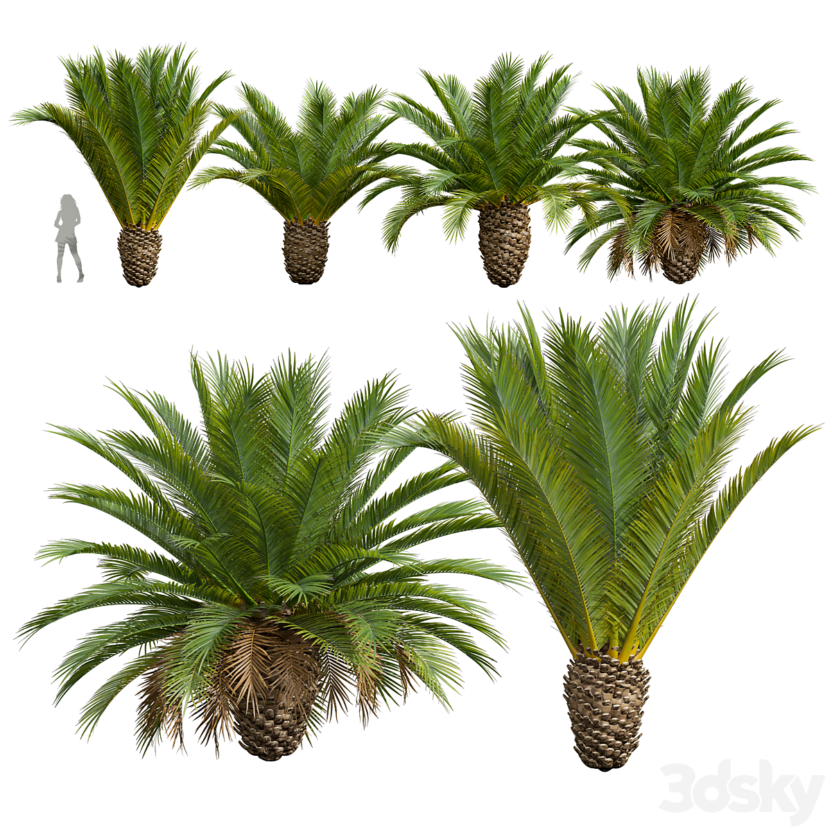 Phoenix Canariensis 装饰 Garden 小号_小熊猫超级