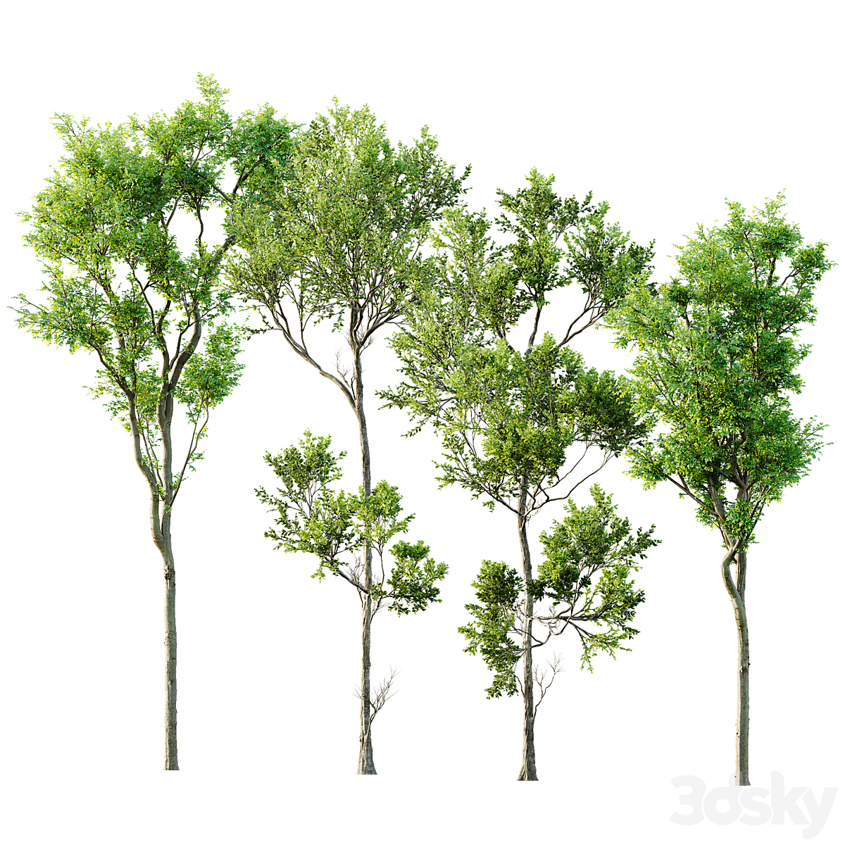 Fagus Grandifolia 及 Celtis Australis_小熊猫超级