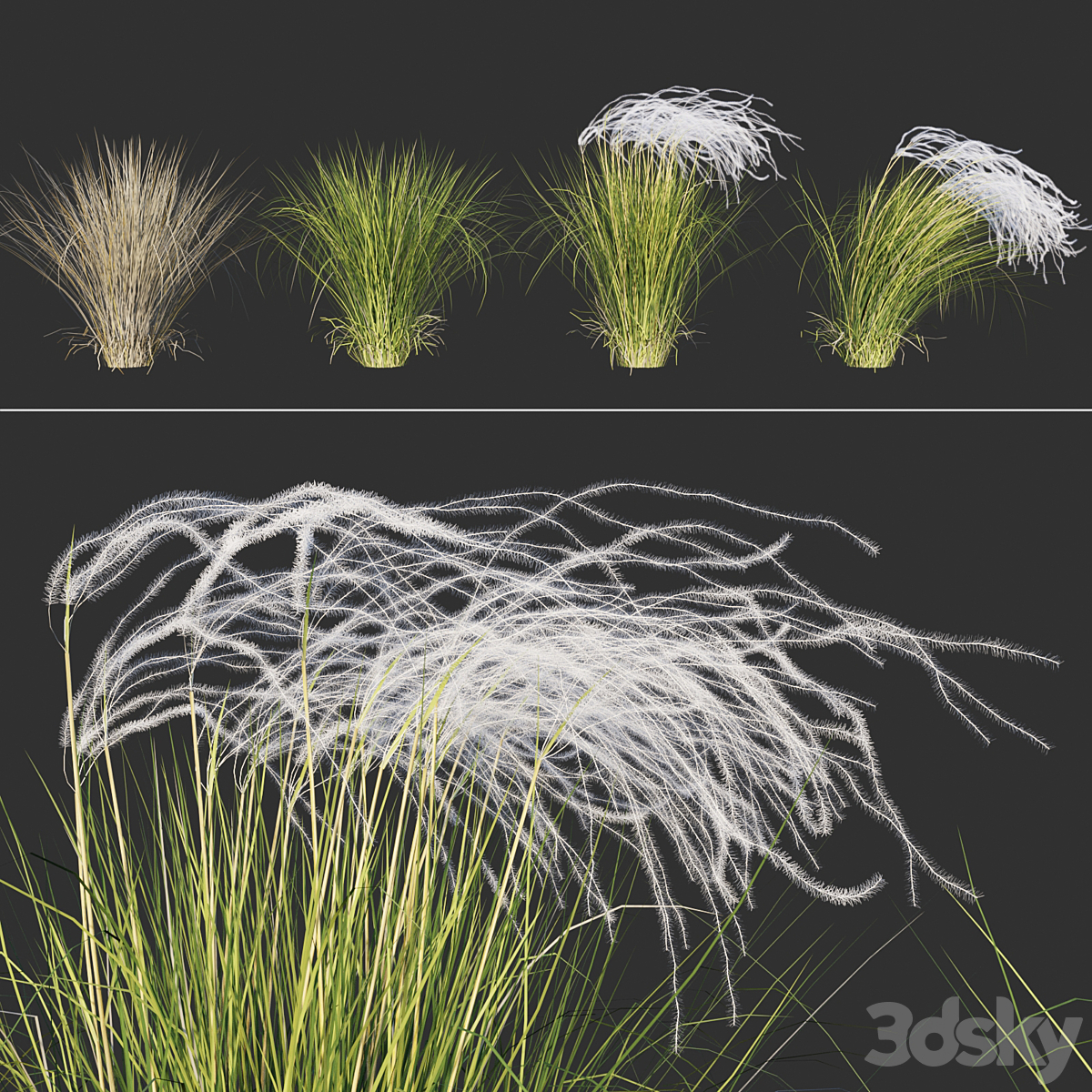 Stipa pennata( )_小熊猫超级
