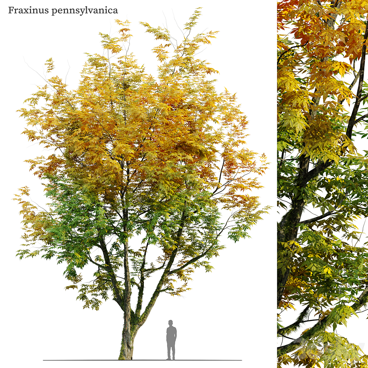 Autumn fraxinus pennsylvanica_小熊猫超级