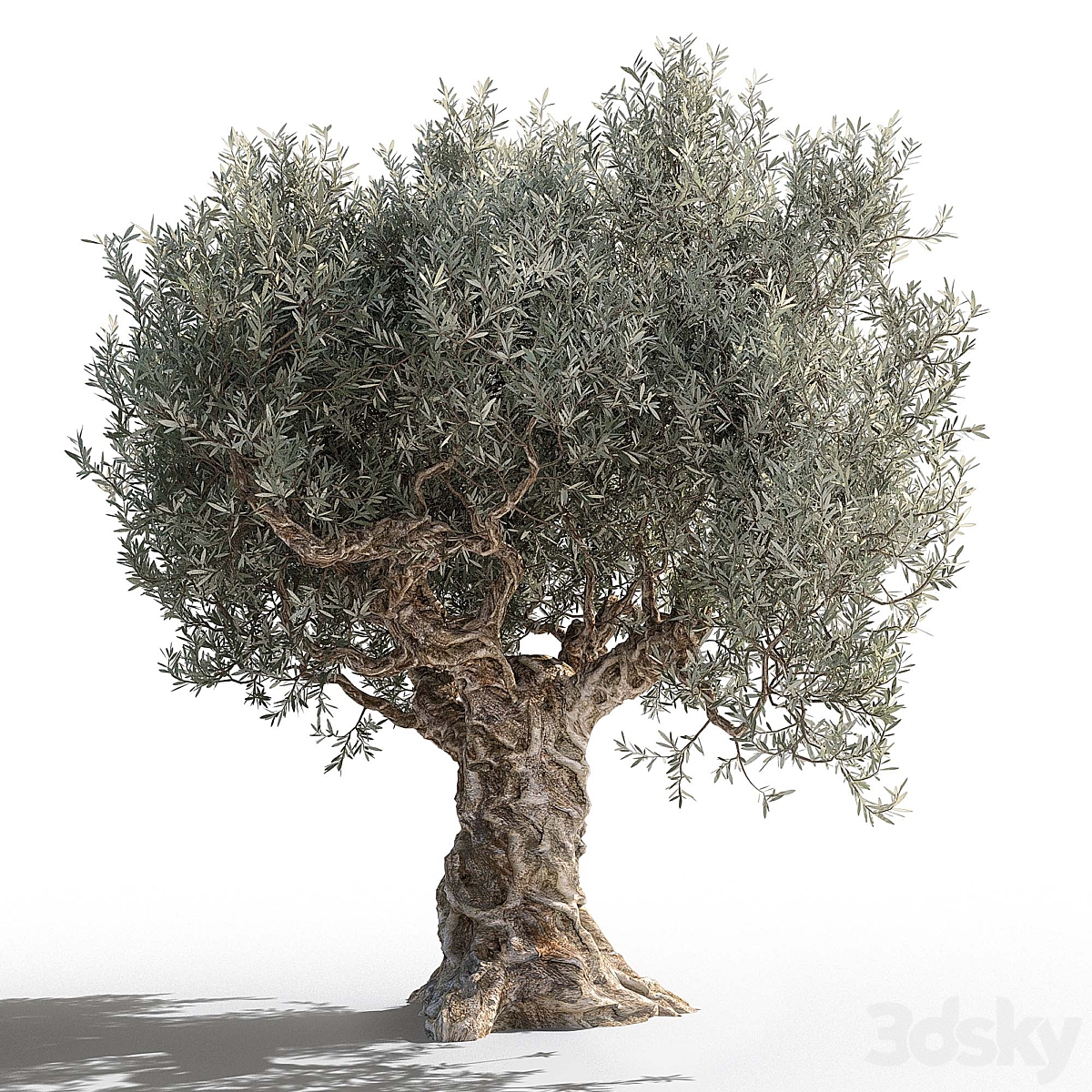 Olive tree 2 2012_小熊猫超级
