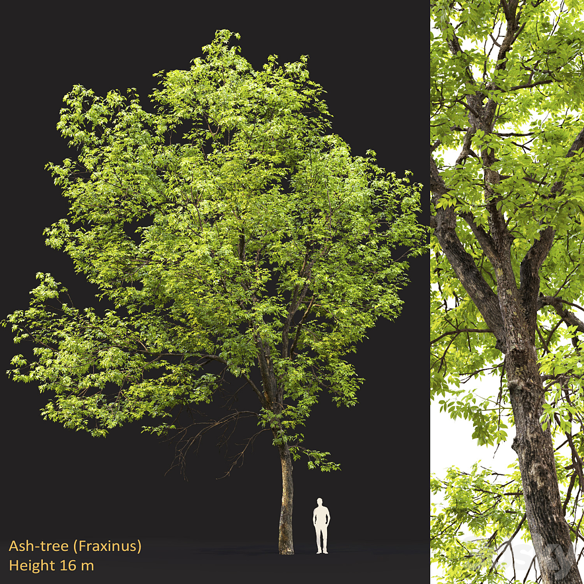 Ash-tree(16m)( 2013)_小熊猫超级