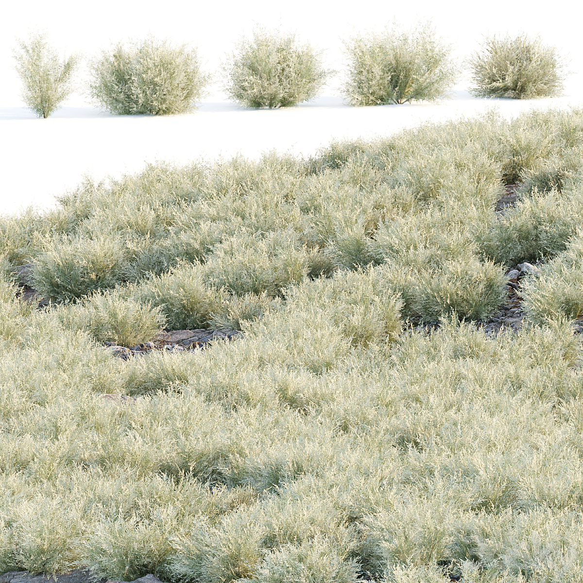 Low Poly Desert Cotton Grass collection vol 212 2012_小熊猫超级