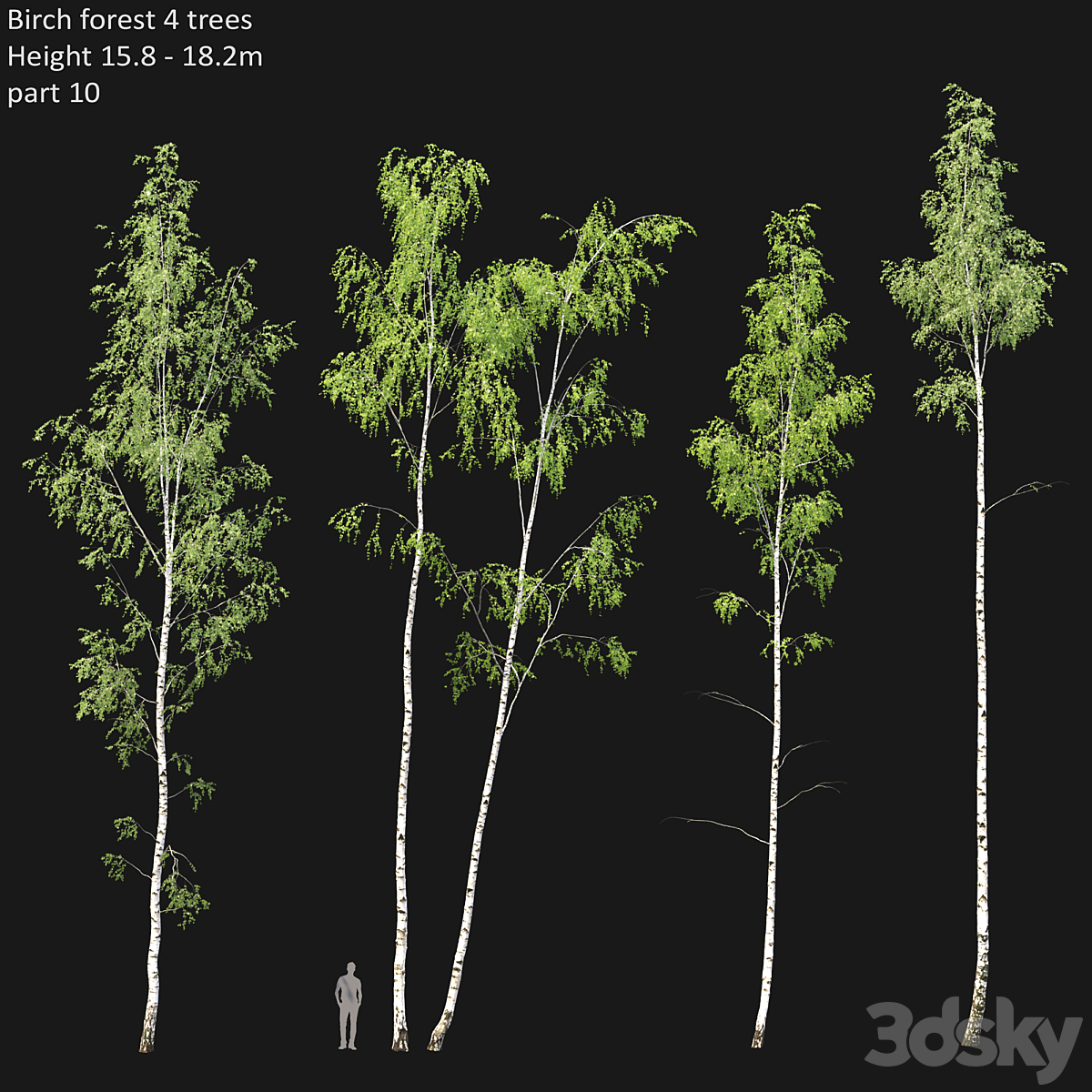 Birch forest part 10( 2013)_小熊猫超级