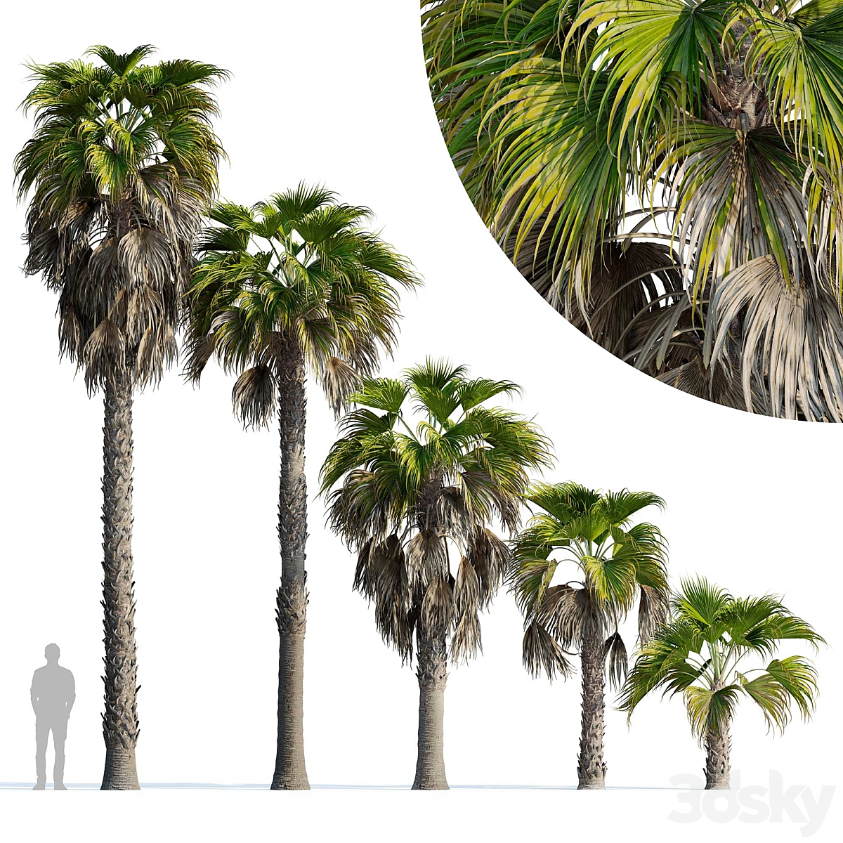 Washingtonia Robusta 2014_小熊猫超级