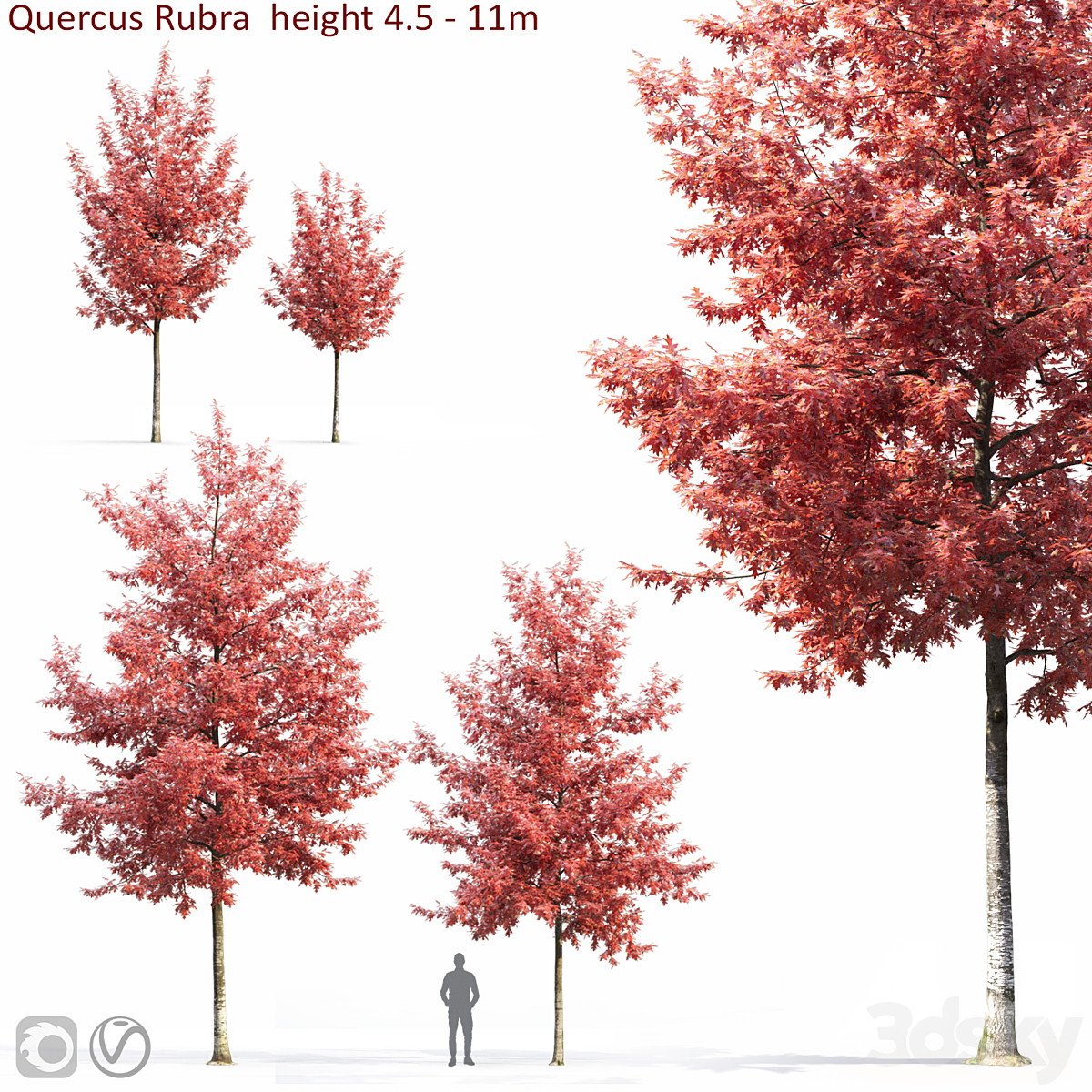 Quercus Rubra 01 2013_小熊猫超级