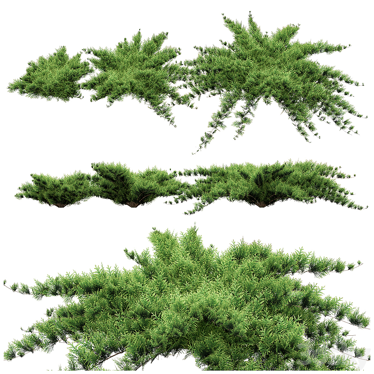 Juniper_小熊猫超级