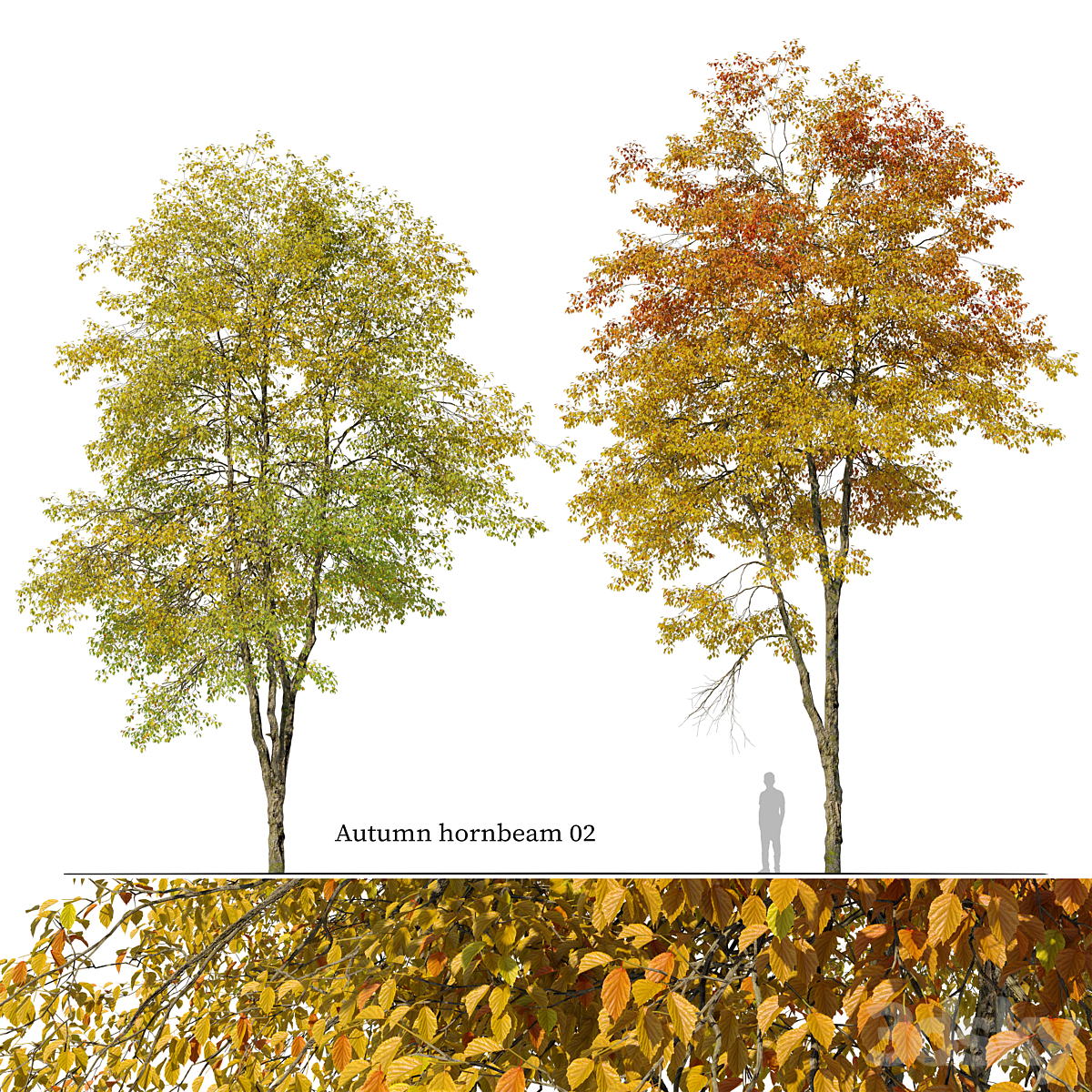 Autumn hornbeam 2_小熊猫超级