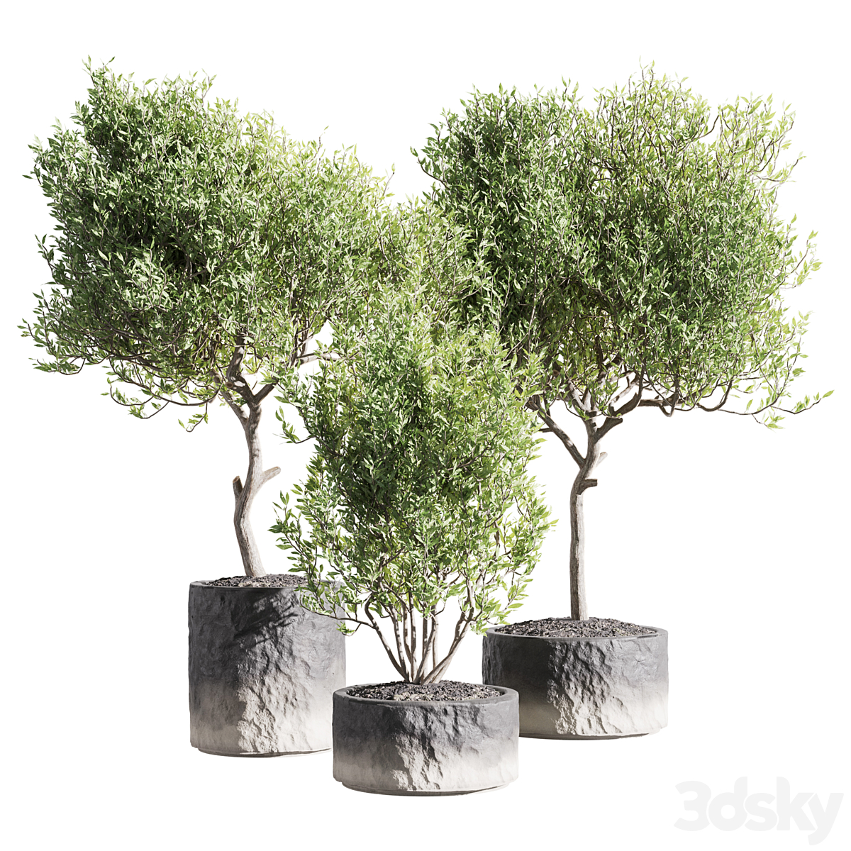 植物 34 18 Physical Legacy_小熊猫超级