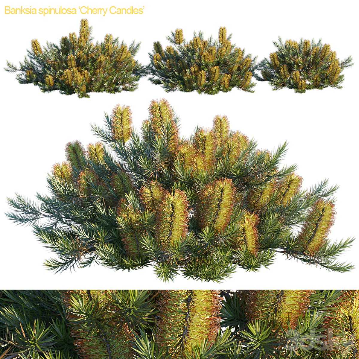 Banksia spinulosa ‘Cherry 蜡烛’_小熊猫超级