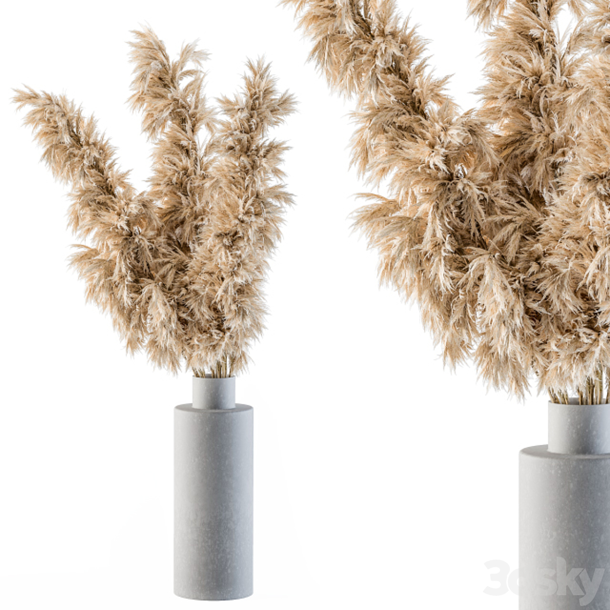 Dry-植物31( )_小熊猫超级