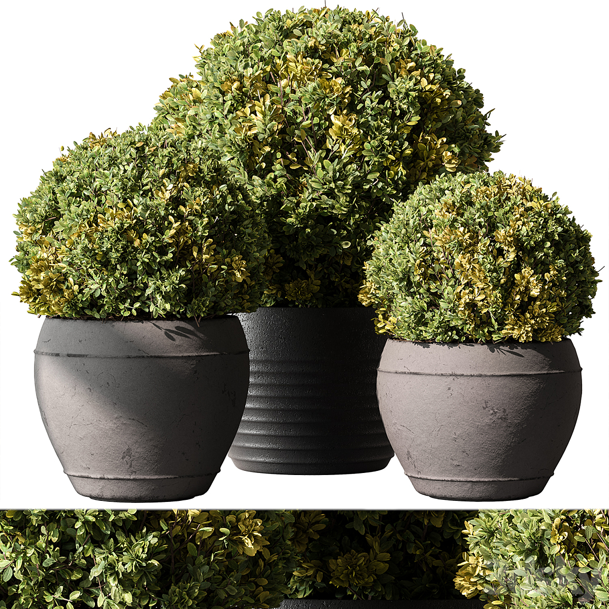 Outdoor-植物624( )_小熊猫超级