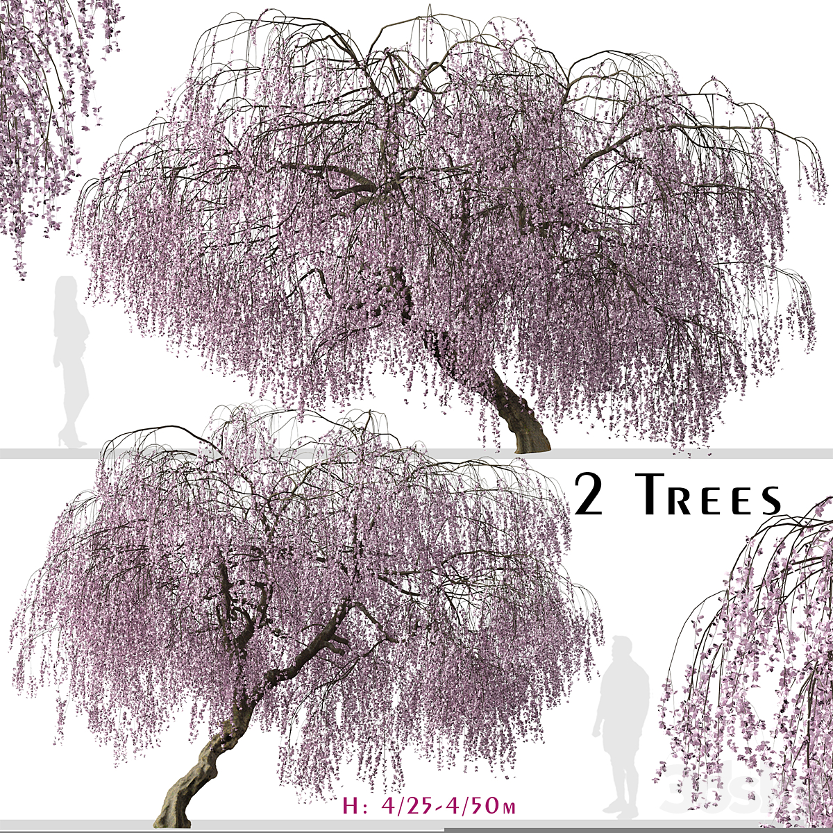 Weeping Cherry 套装_小熊猫超级
