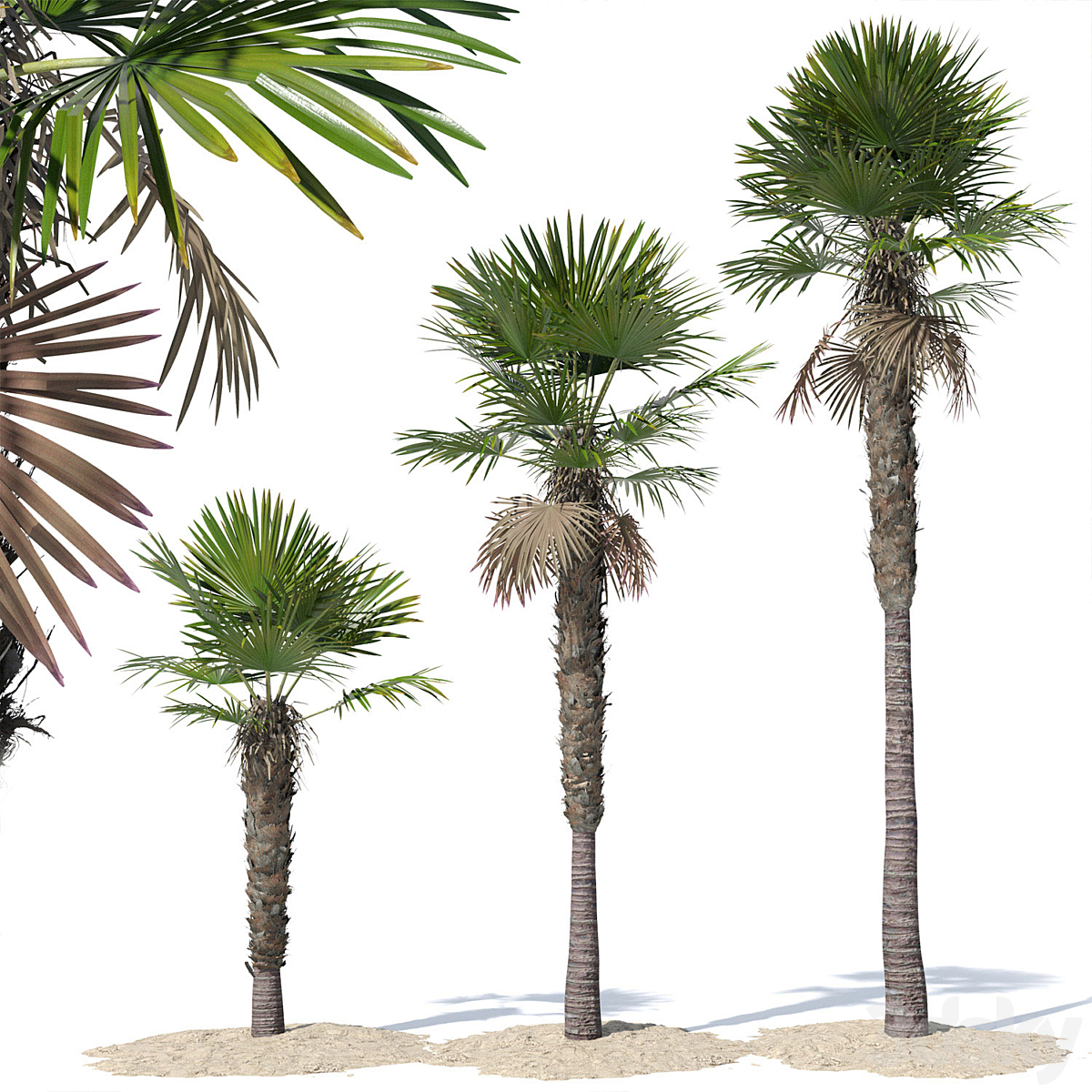Trachycarpus fortunei 01 2015_小熊猫超级