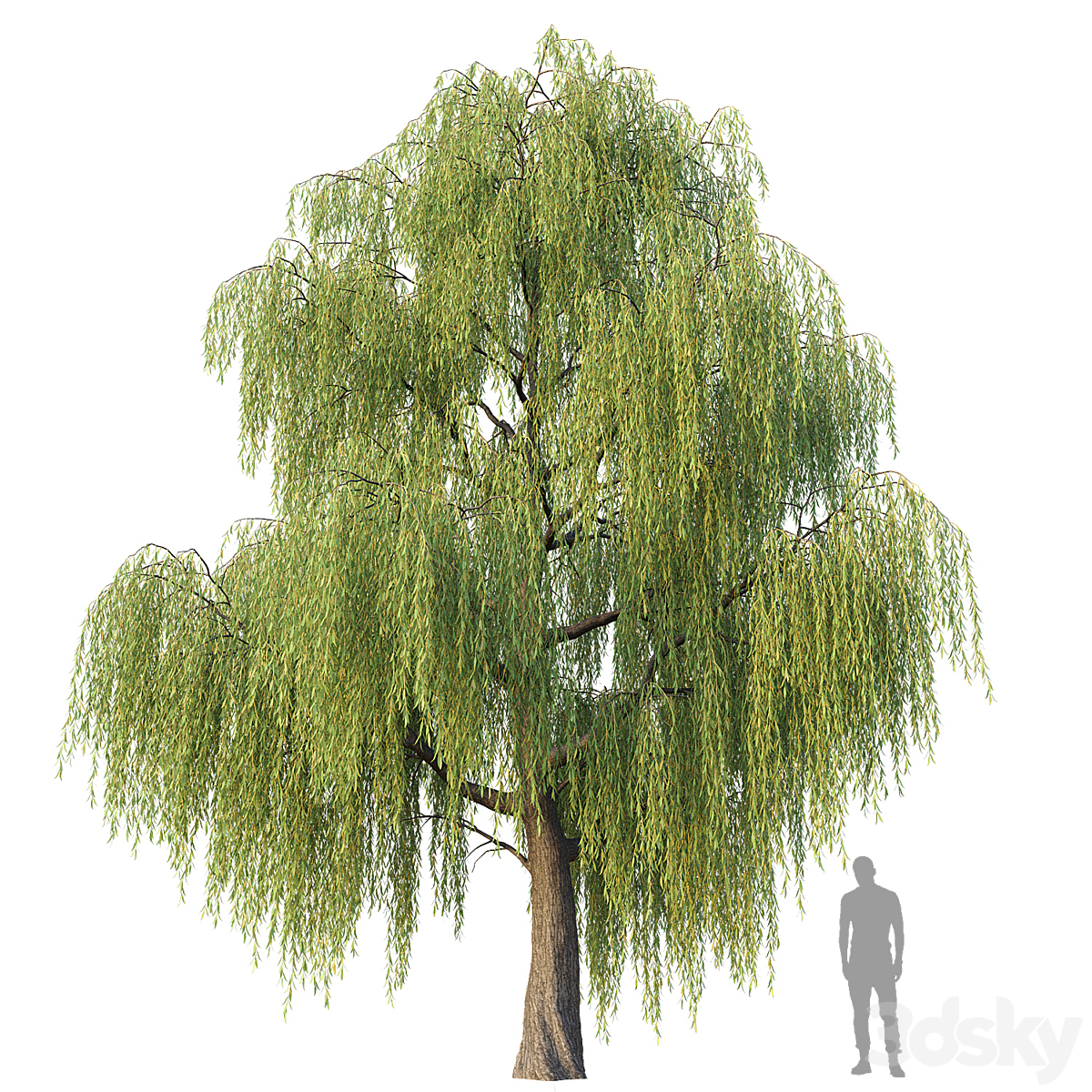Willow Tree 3dsmax 2020_小熊猫超级