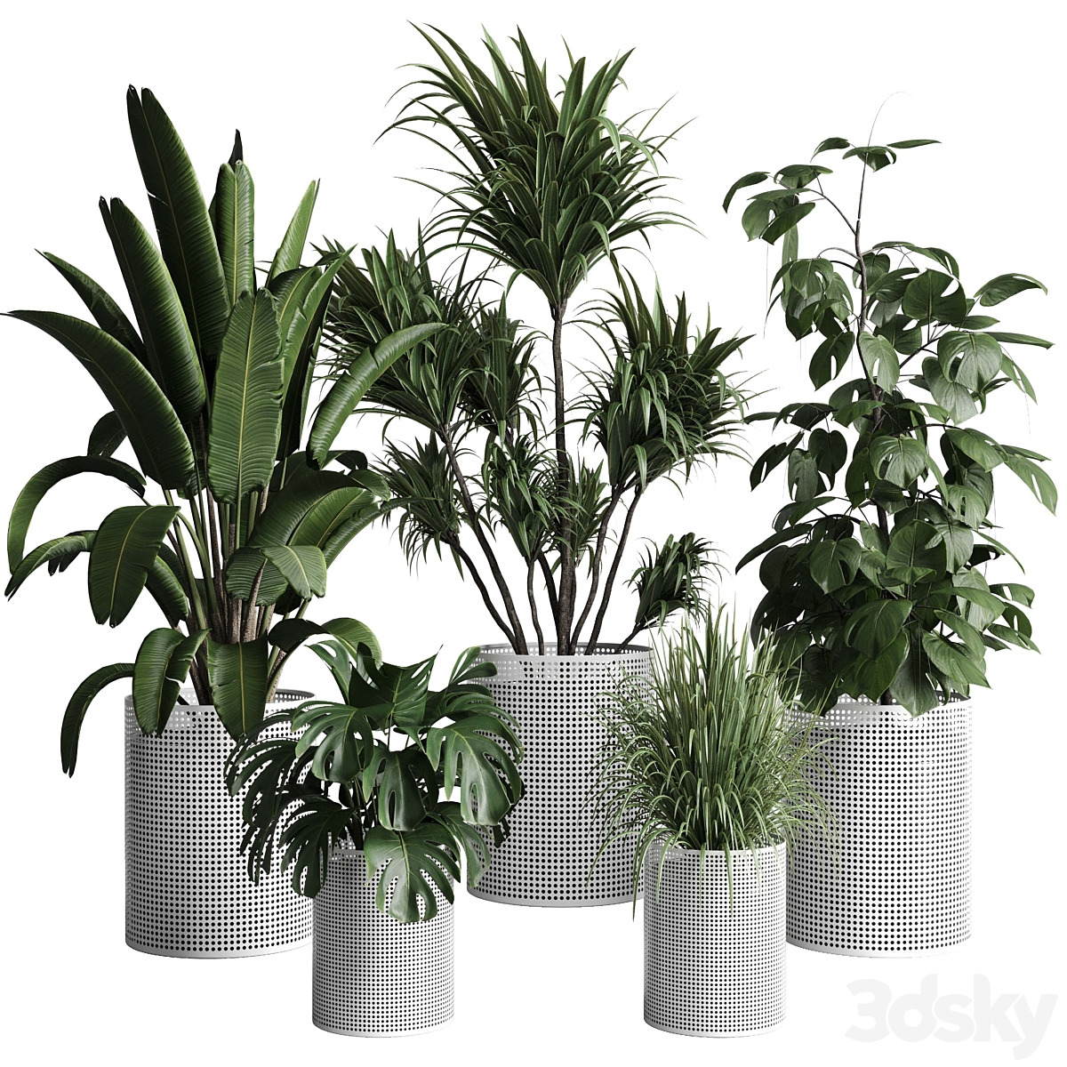 Collection indoor 植物 272 pot plam monstera ravenala mesh 金属 pots_小熊猫超级