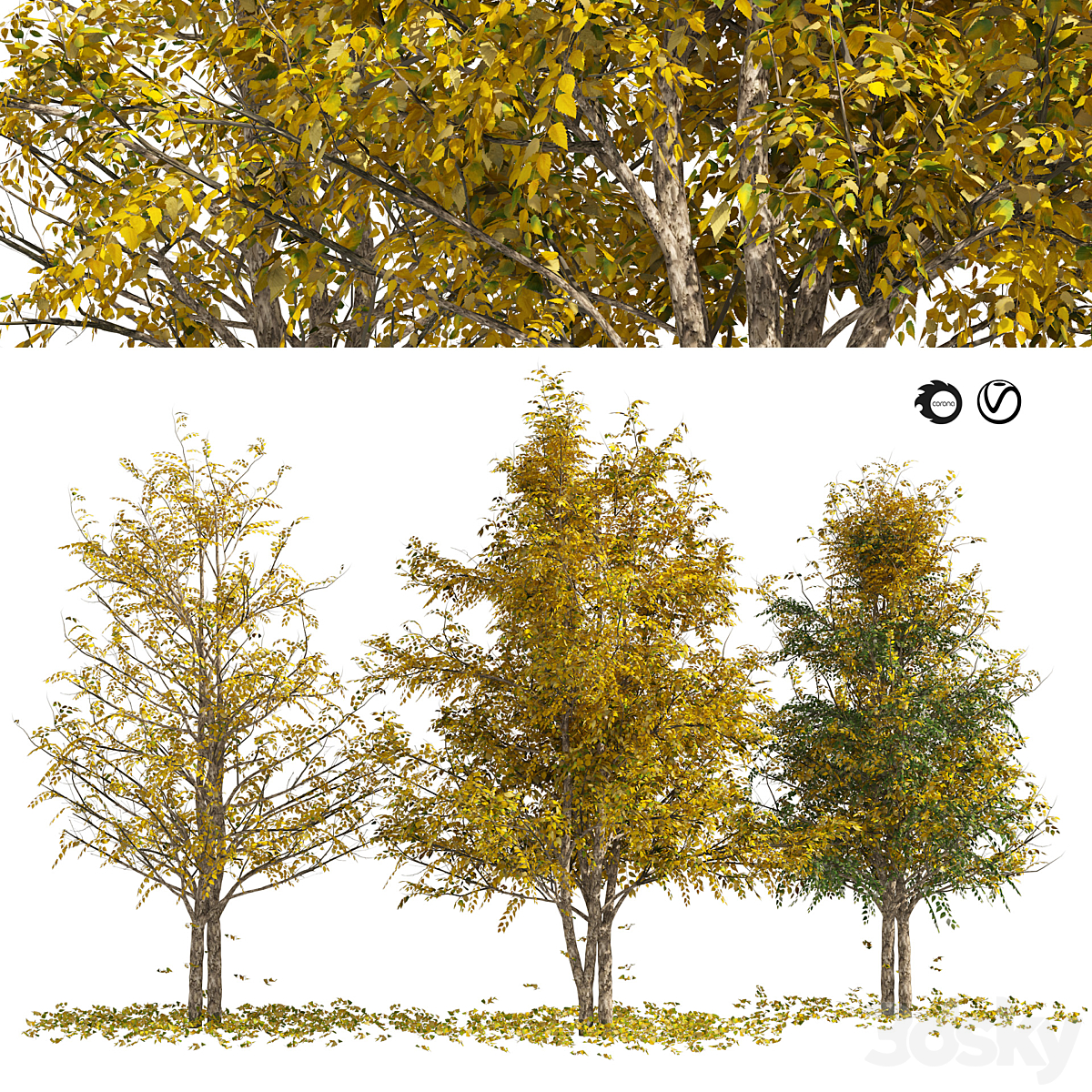 waterbirch_小熊猫超级