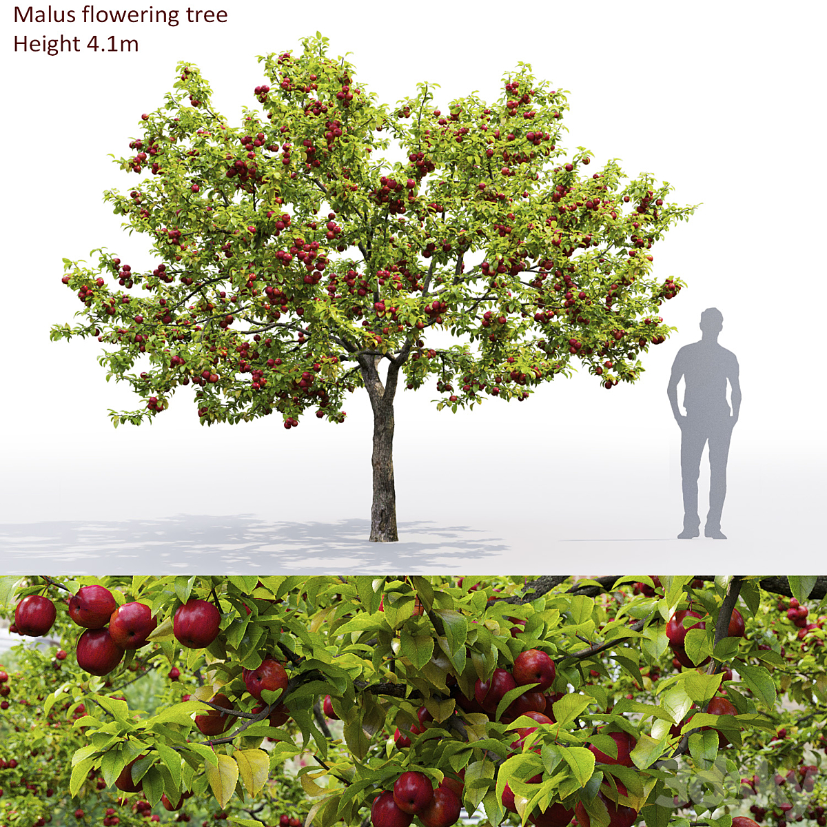 Malus fruit tree 02( 2013)_小熊猫超级