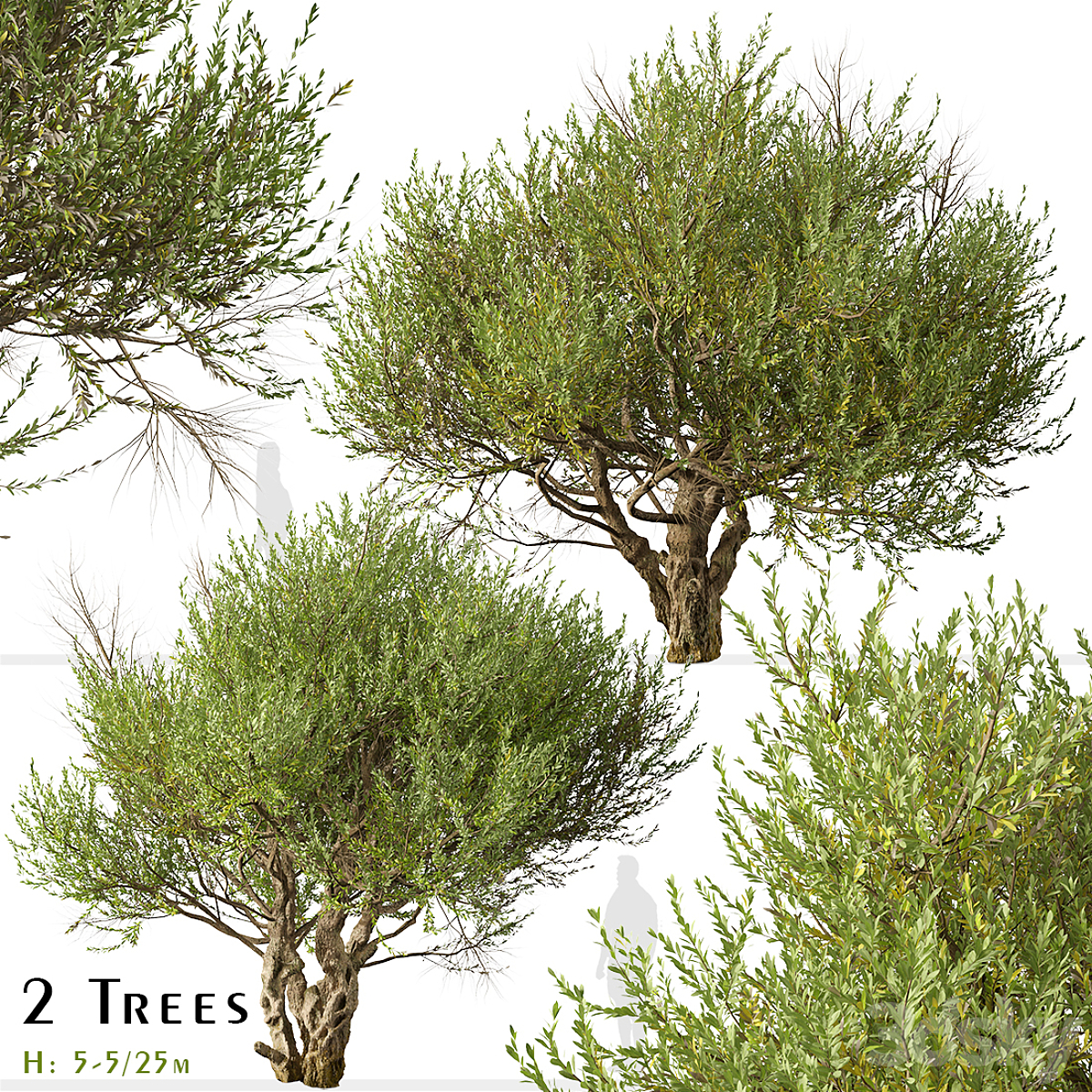 Olive Tree_小熊猫超级
