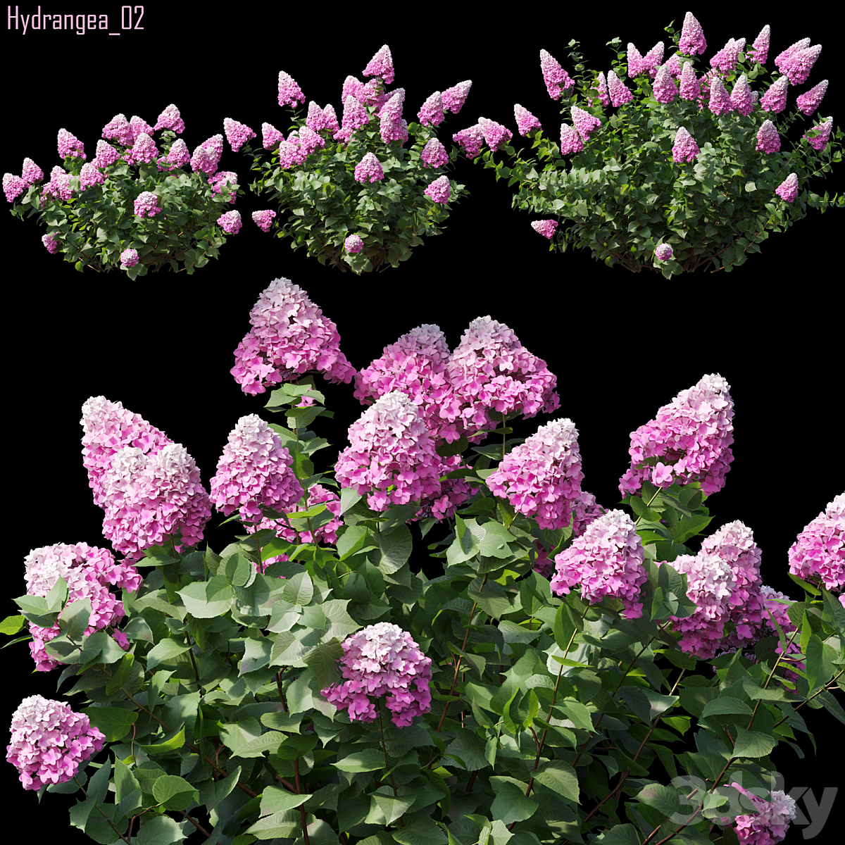 Hydrangea 02_小熊猫超级
