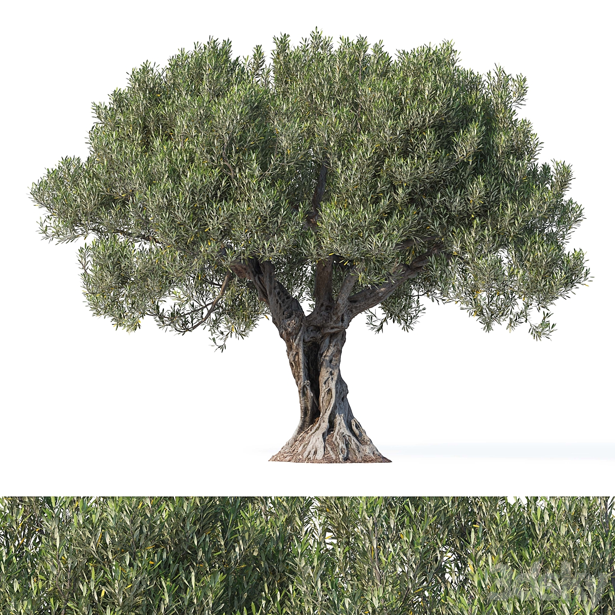 Olive tree 8 2012 6_小熊猫超级