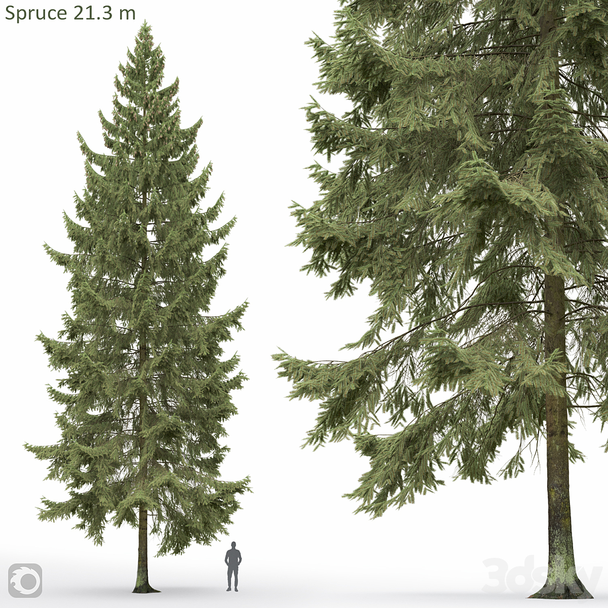 Spruce 02 21.3m 2013_小熊猫超级