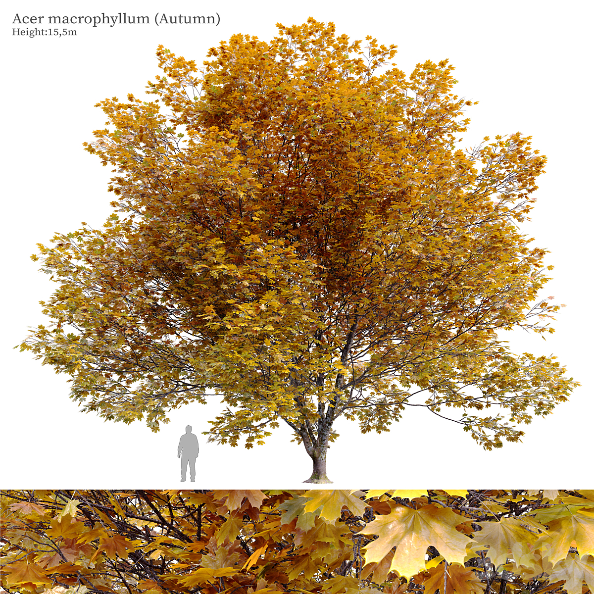 Acer macrophyllum autumn_小熊猫超级