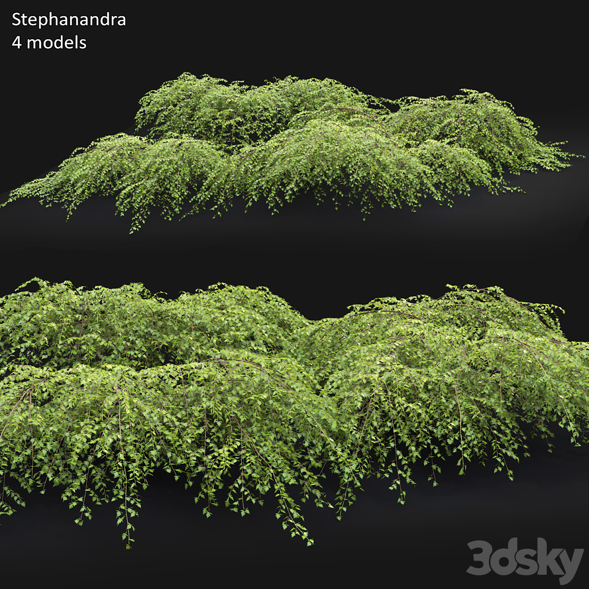 Stephanandra 01( 2013)_小熊猫超级