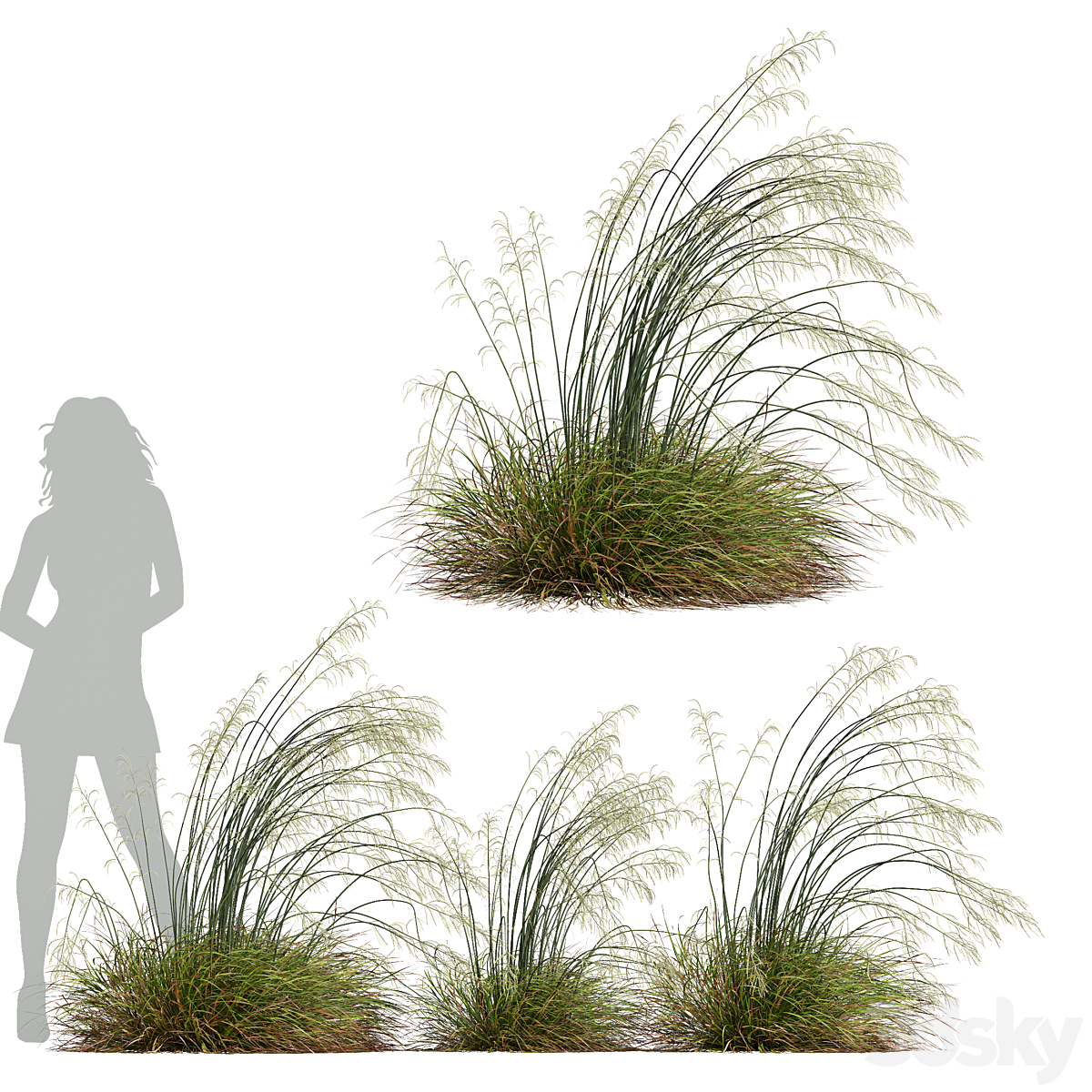 HQ 植物 Stipa arundinacea Sweet Grass Windy_小熊猫超级