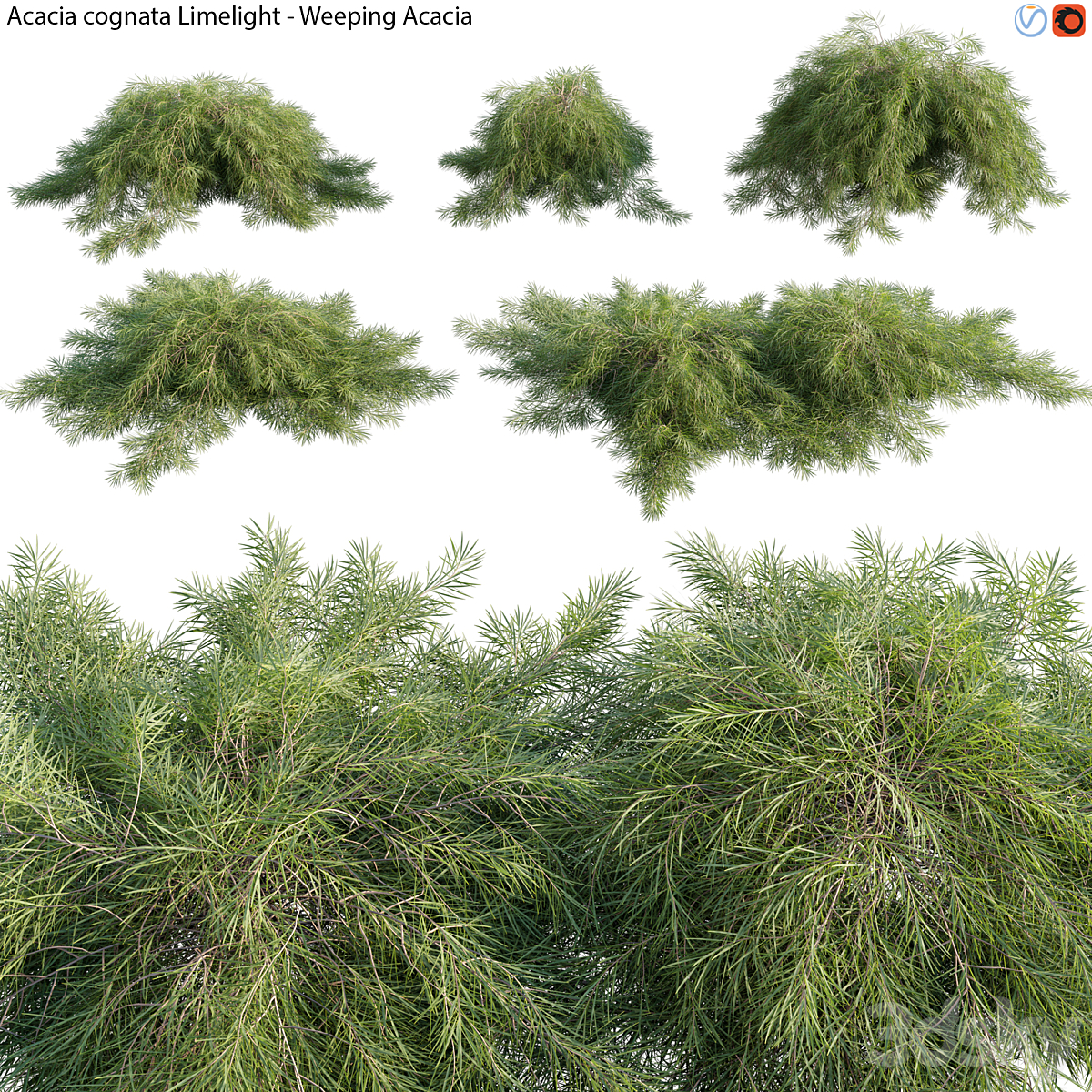 3DTree Acacia cognata Limelight 01_小熊猫超级