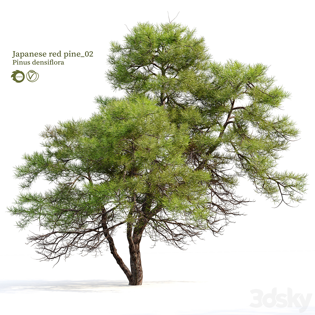 Japanese red pine 2_小熊猫超级