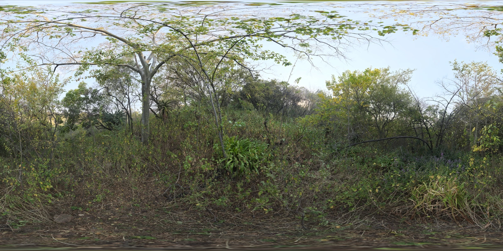 Nature Reserve 森林_小熊猫超级