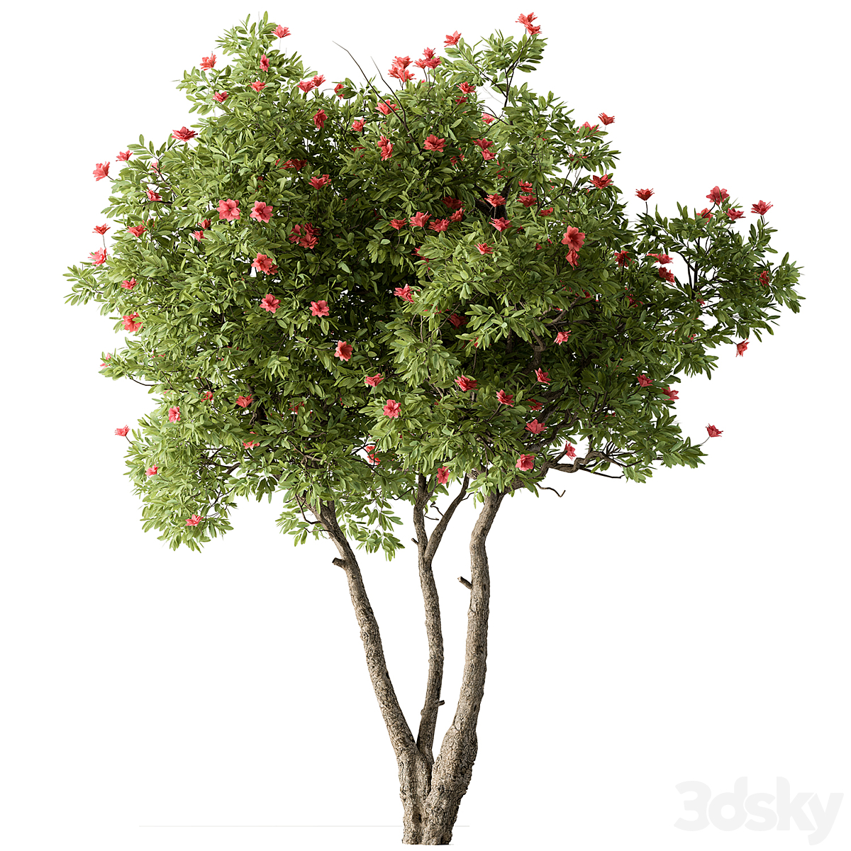 Tree-套装287( )_小熊猫超级