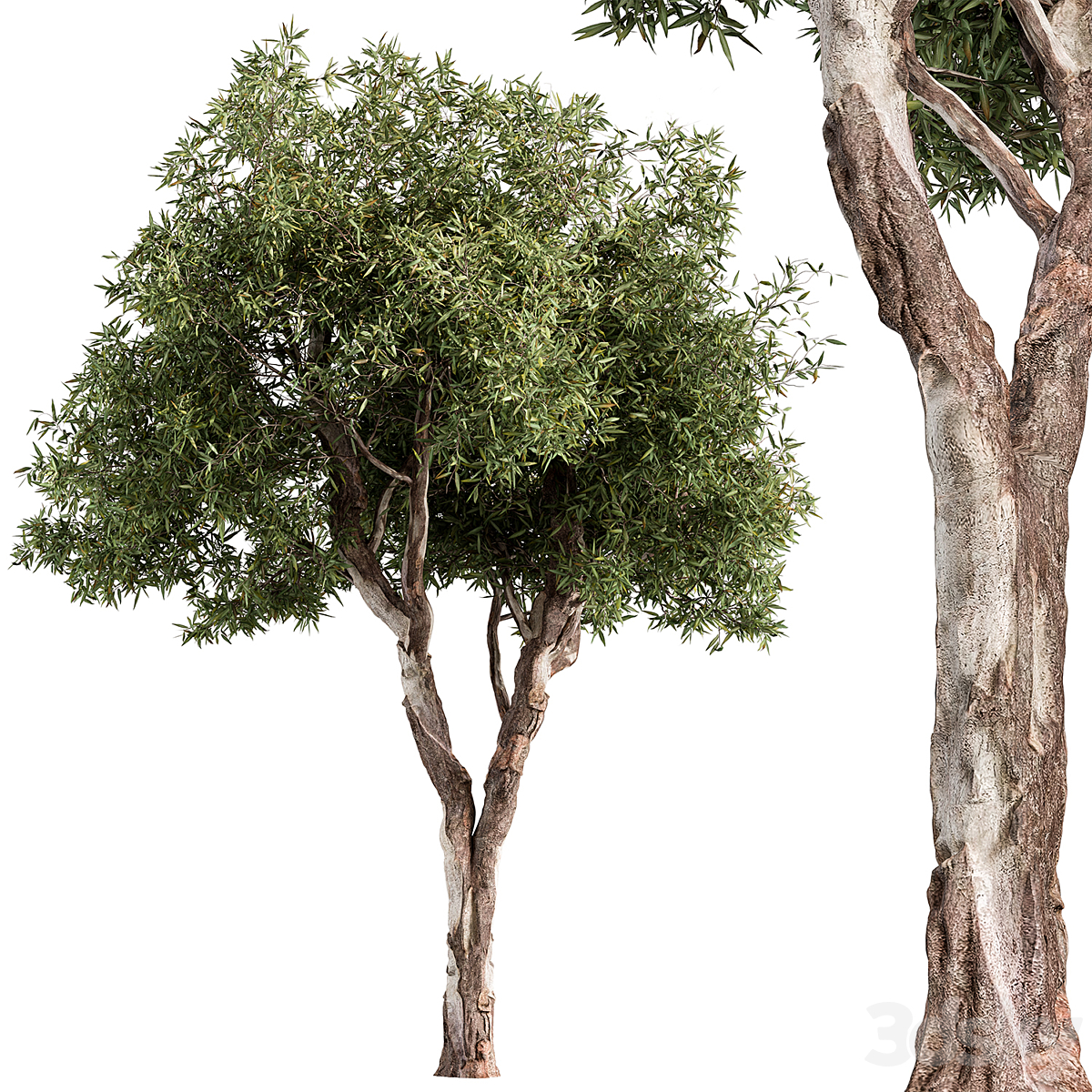 Tree-套装216( )_小熊猫超级