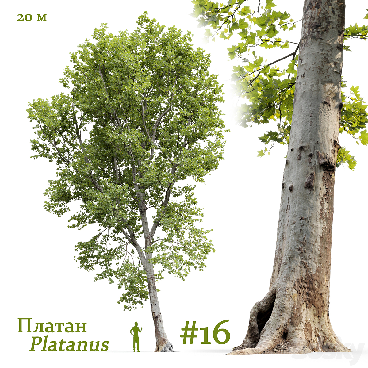 Platanus V16 2016_小熊猫超级