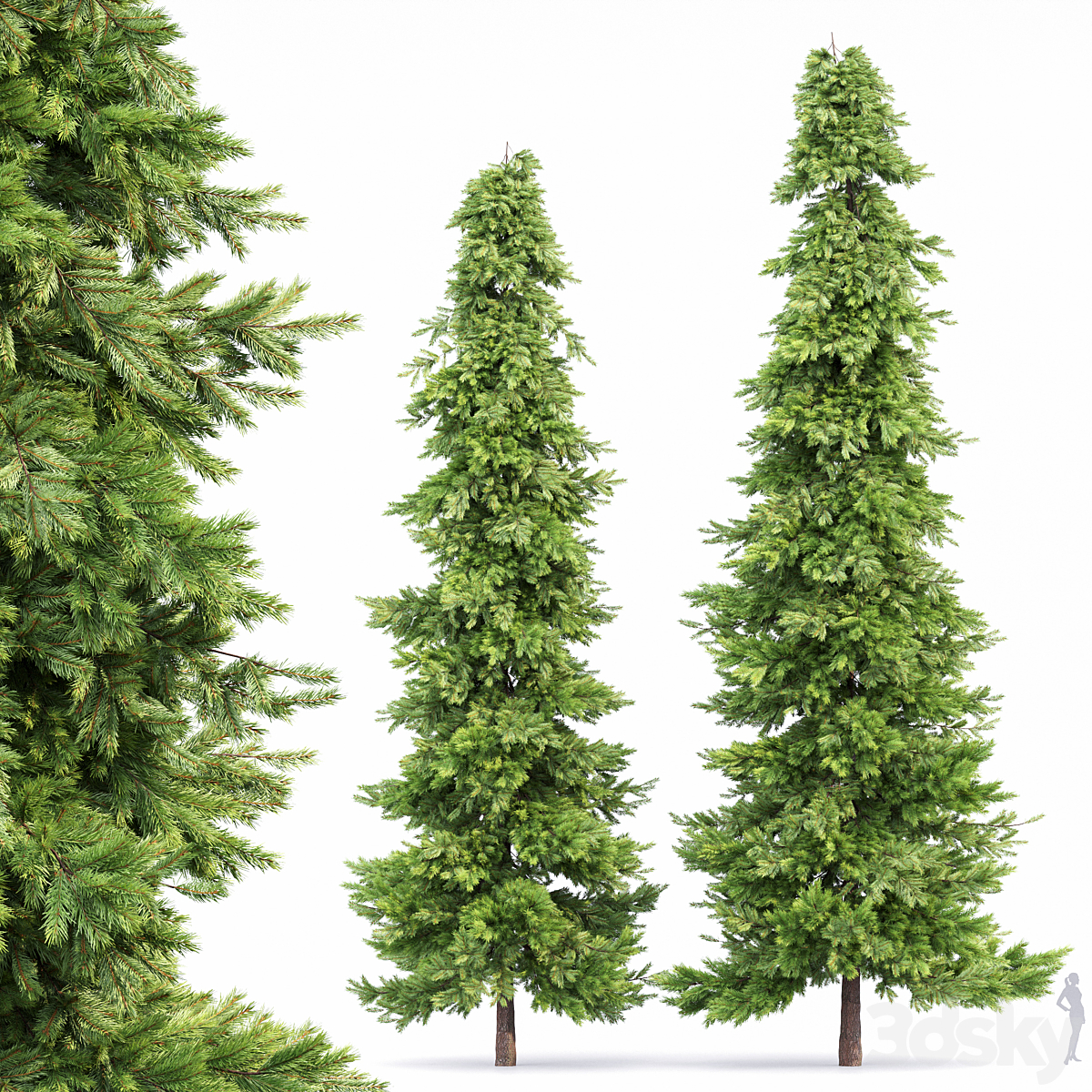 Spruce Tree_小熊猫超级