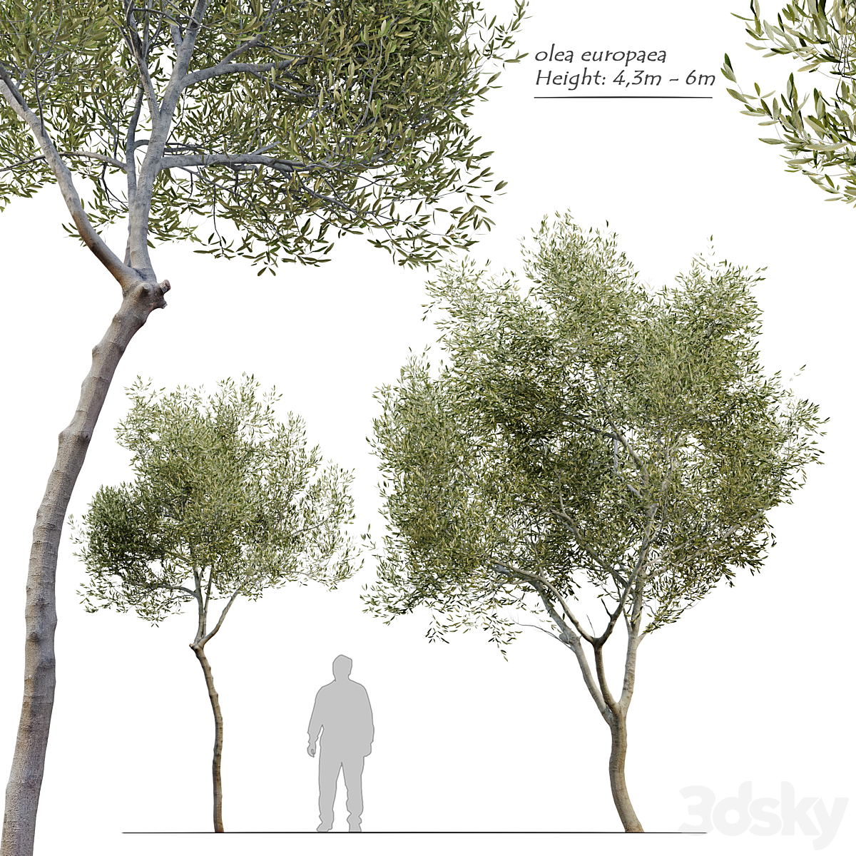 Olive tree_小熊猫超级