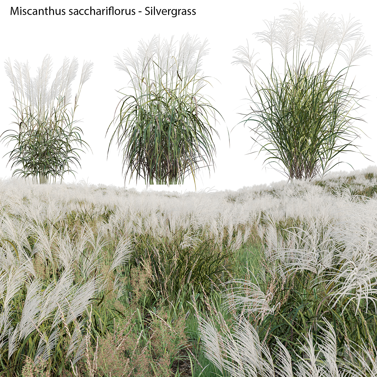 3DTree Miscanthus sacchariflorus V2_小熊猫超级