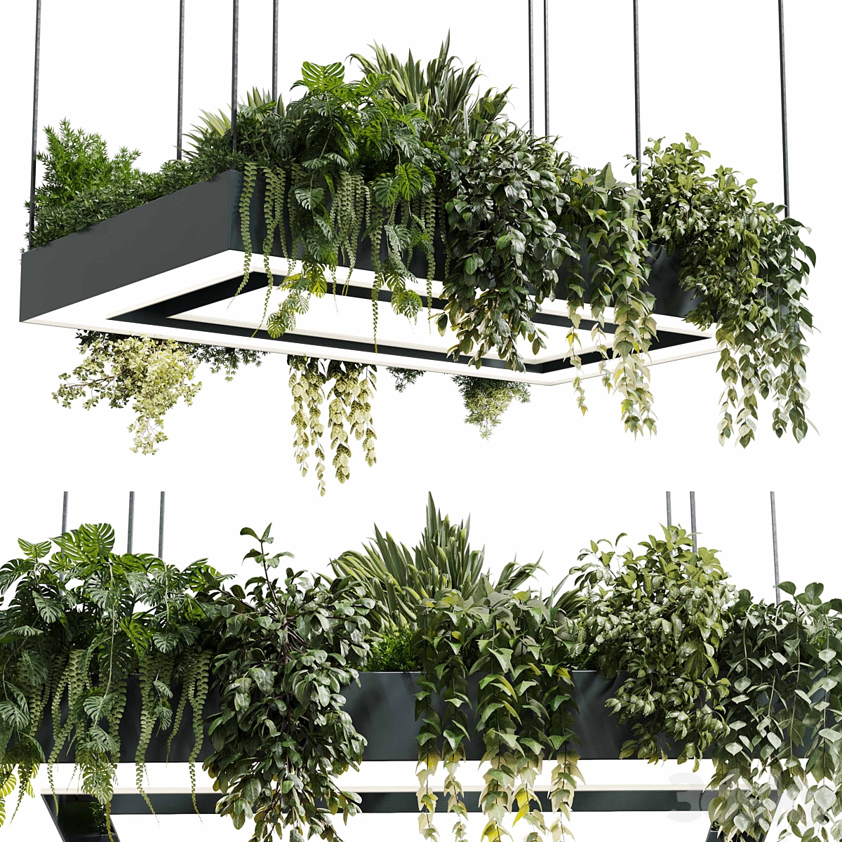 Rectangle pot light 吊灯 - 植物 light hanging - indoor 植物 22_小熊猫超级