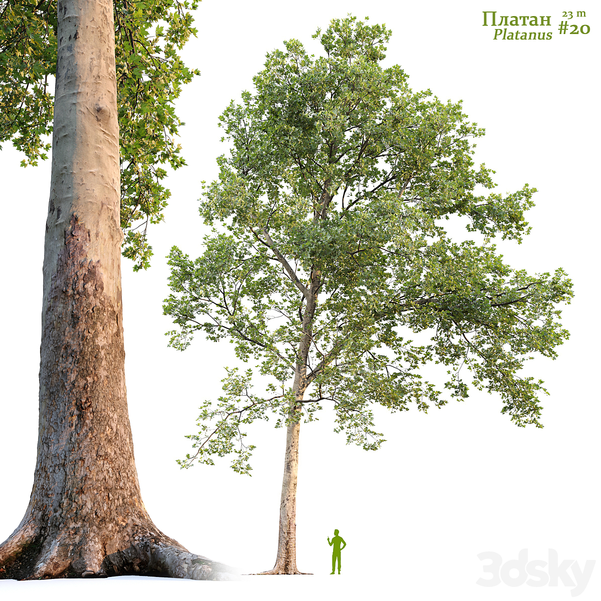 Platanus V20 2016_小熊猫超级
