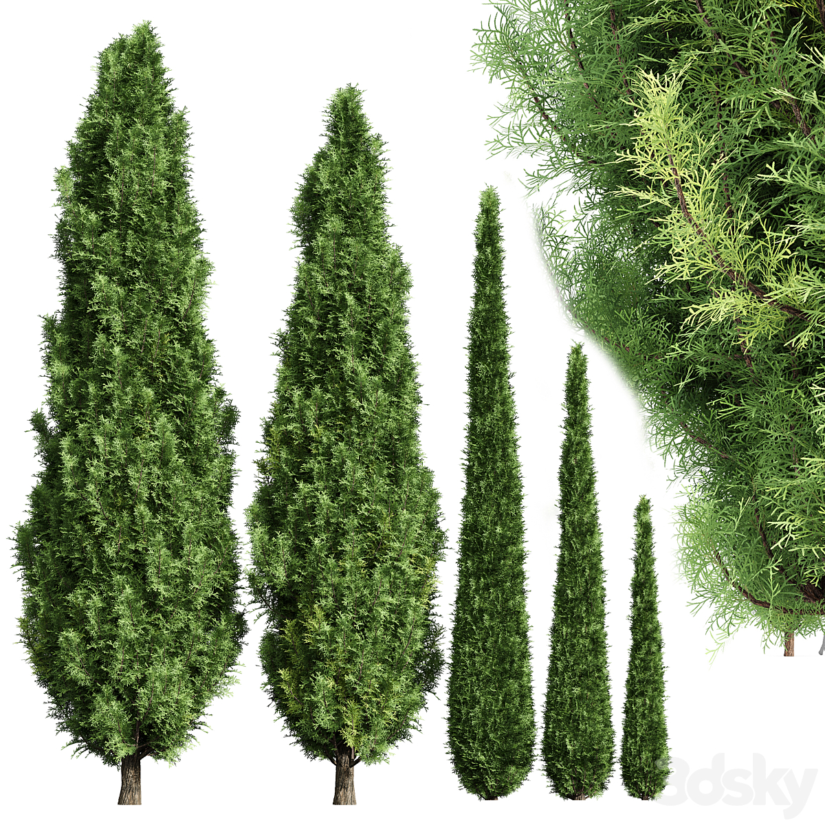 Cypress-5 trees_小熊猫超级